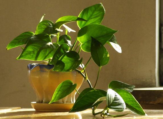 北京辦公室裝修后綠植擺放講究？